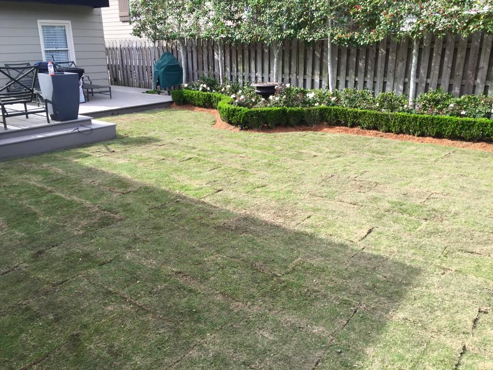 sod sales and installation louisiana